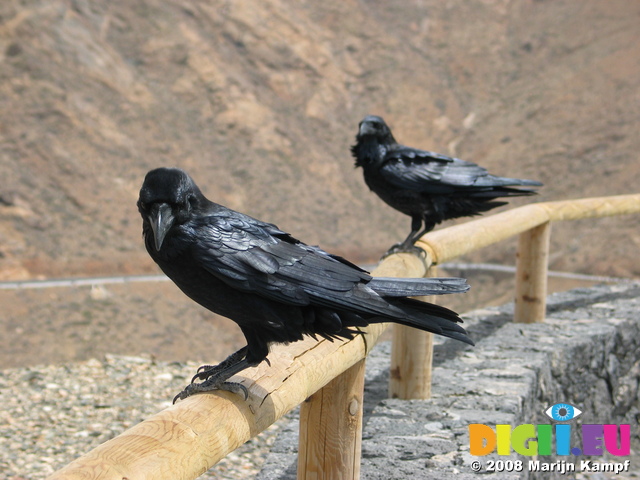 27945 Two black crows on railing